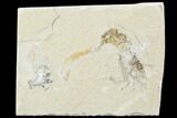 Cretaceous Fossil Shrimp - Lebanon #107551-1